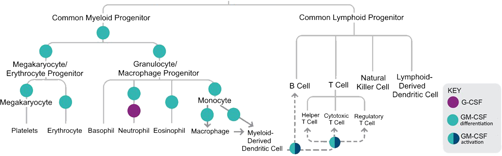 Multipotent hematopoietic cascade diagram
